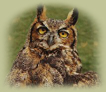surprised great horned owl
