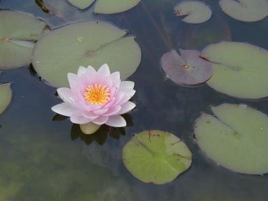 Pink Water Lilly